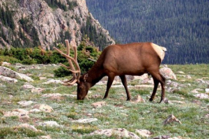 Олень - погляди та опис Олень - погляди та опис